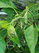 팜모닝 고추·병해충상담 게시글 이미지