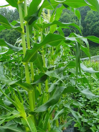 정승교님의 옥수수 · 자유게시판 작성글 사진