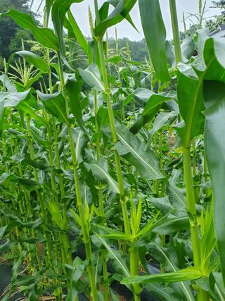 정승교님의 옥수수 · 자유게시판 작성글 사진