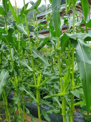 정승교님의 옥수수 · 자유게시판 작성글 사진