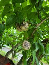 팜모닝 자두·자유게시판 게시글 이미지