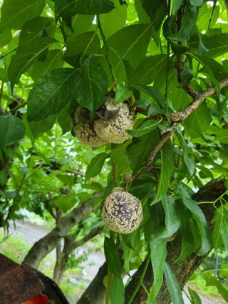 노굳이님의 자두 · 자유게시판 작성글 사진
