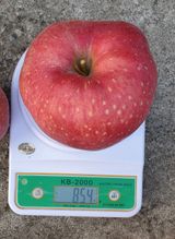 팜모닝 내 농사 경력 자랑하기·참여 게시글 이미지