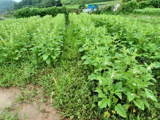 오영도님의 참깨 · 자유게시판 작성글 사진