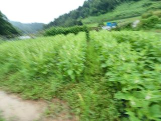 오영도님의 참깨 · 자유게시판 작성글 사진