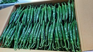 김선자님의 내 농사 경력 자랑하기 · 참여 작성글 사진