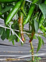 팜모닝 고추·병해충상담 게시글 이미지