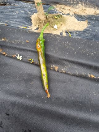 한백농장님의 고추 · 병해충상담 작성글 사진