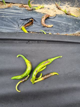 한백농장님의 고추 · 병해충상담 작성글 사진