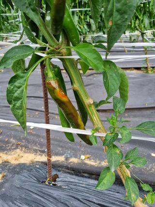 한백농장님의 고추 · 병해충상담 작성글 사진