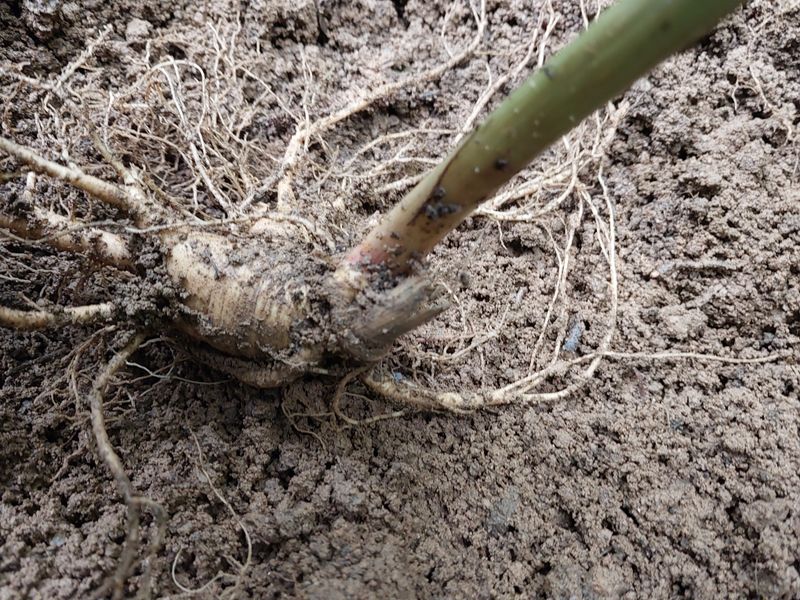 장터 상품 [산삼1세트] 썸네일