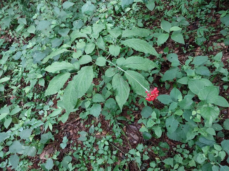 김봉호님의 장터 판매 상품 [산삼1세트] 첨부 사진