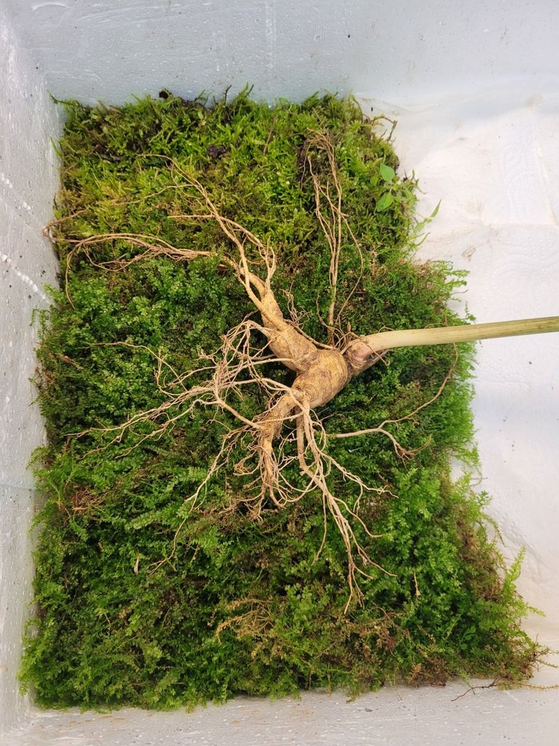 김봉호님의 장터 판매 상품 [산삼1세트] 첨부 사진