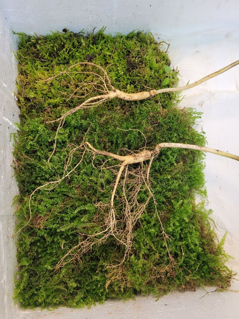 김봉호님의 장터 판매 상품 [산삼1세트] 첨부 사진