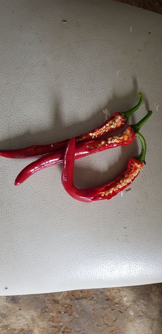 방우리님의 고추 · 자연재해•동물피해 작성글 사진