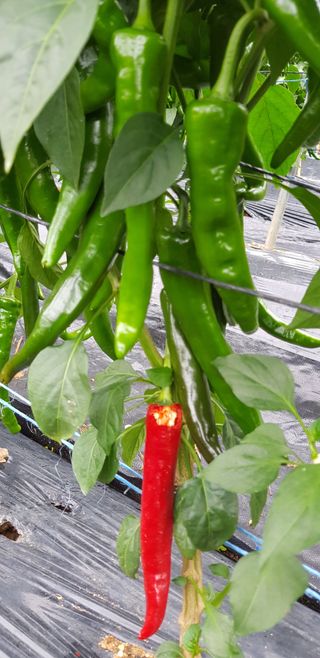 방우리님의 고추 · 자연재해•동물피해 작성글 사진