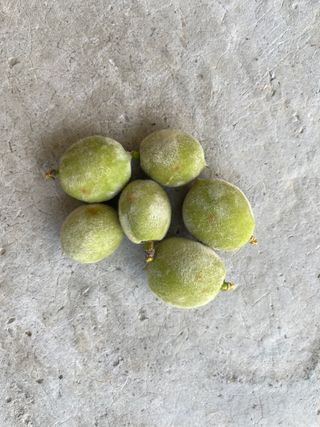 복숭조아님의 매실 · 병해충상담 작성글 사진