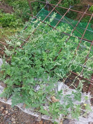 복숭아(이권민)님의 호박 · 영농일지 작성글 사진