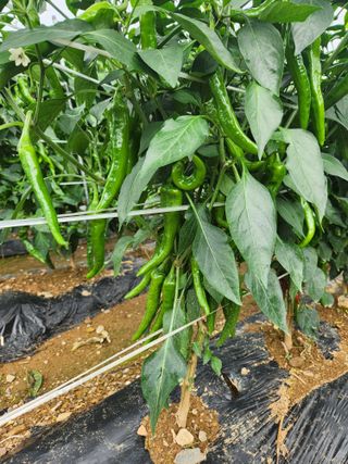 시비리이장님의 고추 · 비료•농약 작성글 사진