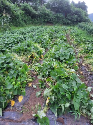 이세순님의 내 농사 경력 자랑하기 · 참여 작성글 사진
