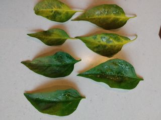 팜모닝 농업정보 좋님의 고추 · 병해충상담 작성글 사진