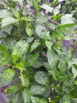 팜모닝 고추·병해충상담 게시글 이미지