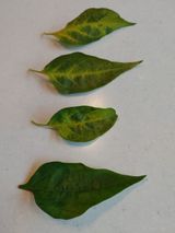 팜모닝 고추·병해충상담 게시글 이미지