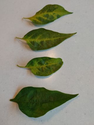 팜모닝 농업정보 좋님의 고추 · 병해충상담 작성글 사진