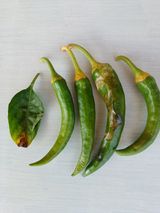 팜모닝 고추·병해충상담 게시글 이미지