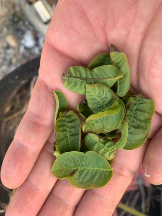 푸른하늘농원 님의 기타작물 · 병해충상담 작성글 사진