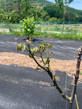 푸른하늘농원 님의 기타작물 · 병해충상담 작성글 사진