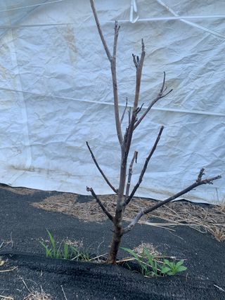 푸른하늘농원 님의 기타작물 · 병해충상담 작성글 사진