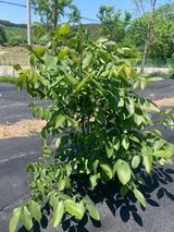 팜모닝 기타작물·병해충상담 게시글 이미지