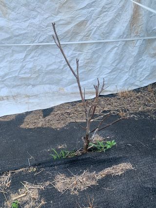 푸른하늘농원 님의 기타작물 · 병해충상담 작성글 사진