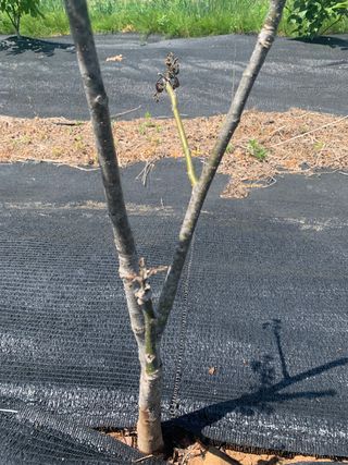 푸른하늘농원 님의 기타작물 · 병해충상담 작성글 사진