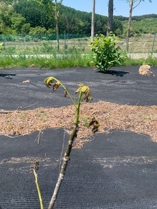 푸른하늘농원 님의 기타작물 · 병해충상담 작성글 사진