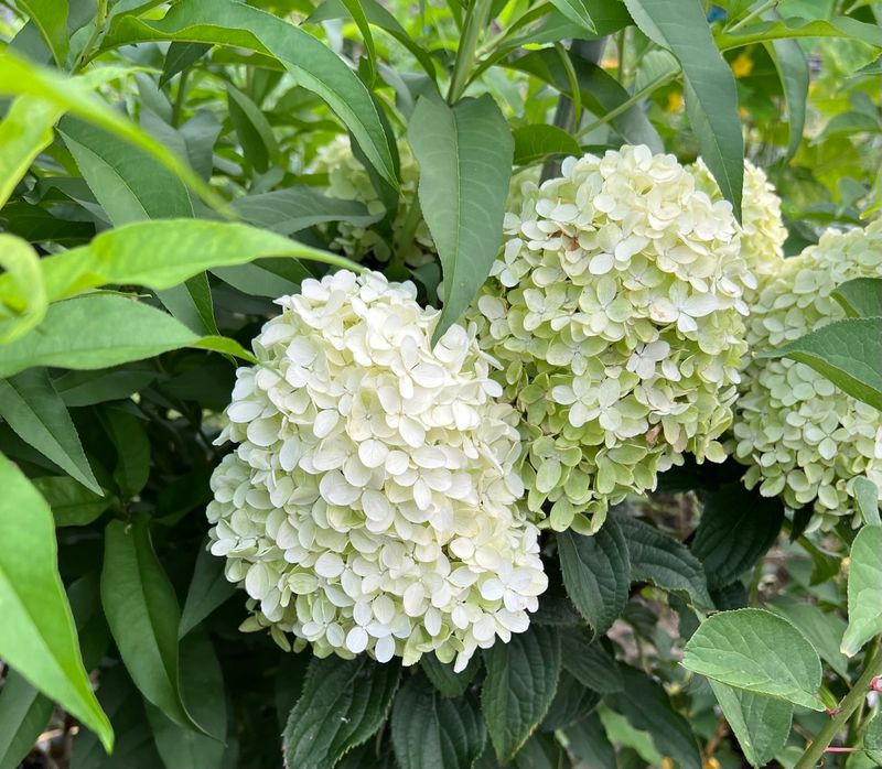 장터 상품 [목수국(백수국) 2년생 개화주 포트묘] 썸네일