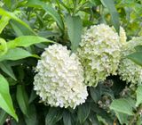 팜모닝 · 게시글 이미지