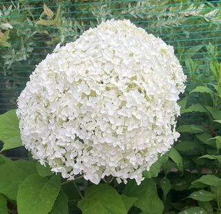 일심묘목농원님의 작성글 사진