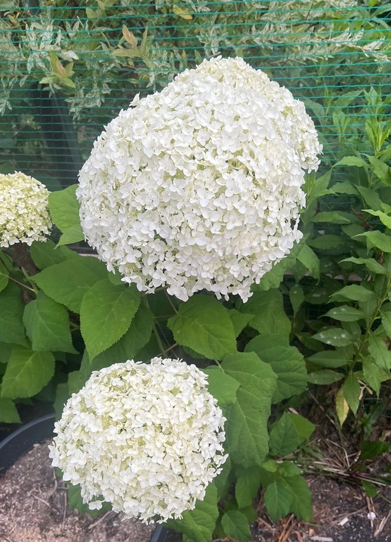 일심묘목농원님의 장터 판매 상품 [목수국(백수국) 2년생 개화주 포트묘] 첨부 사진