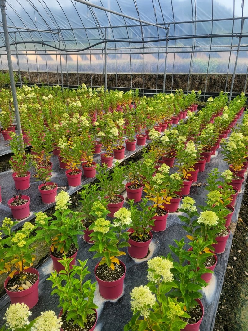 일심묘목농원님의 장터 판매 상품 [목수국(백수국) 2년생 개화주 포트묘] 첨부 사진