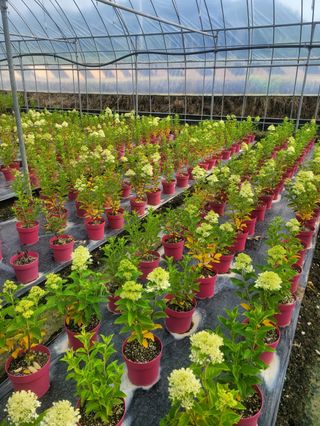 일심묘목농원님의 작성글 사진