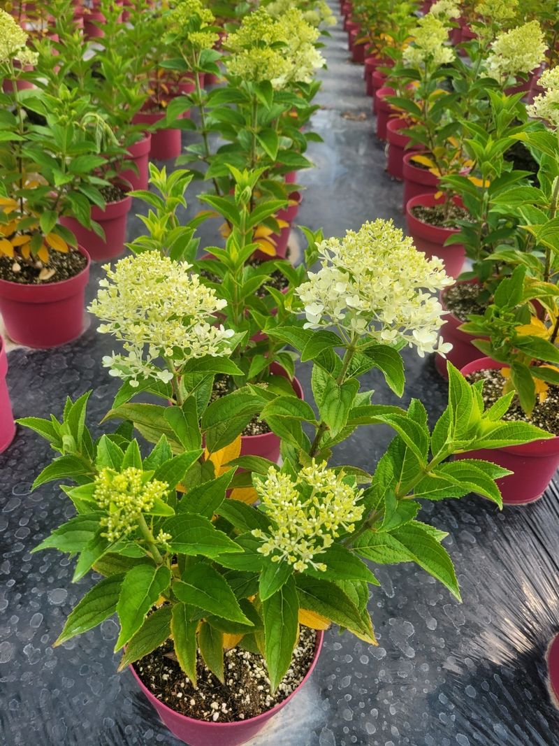 일심묘목농원님의 장터 판매 상품 [목수국(백수국) 2년생 개화주 포트묘] 첨부 사진