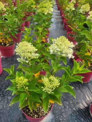 일심묘목농원님의 작성글 사진