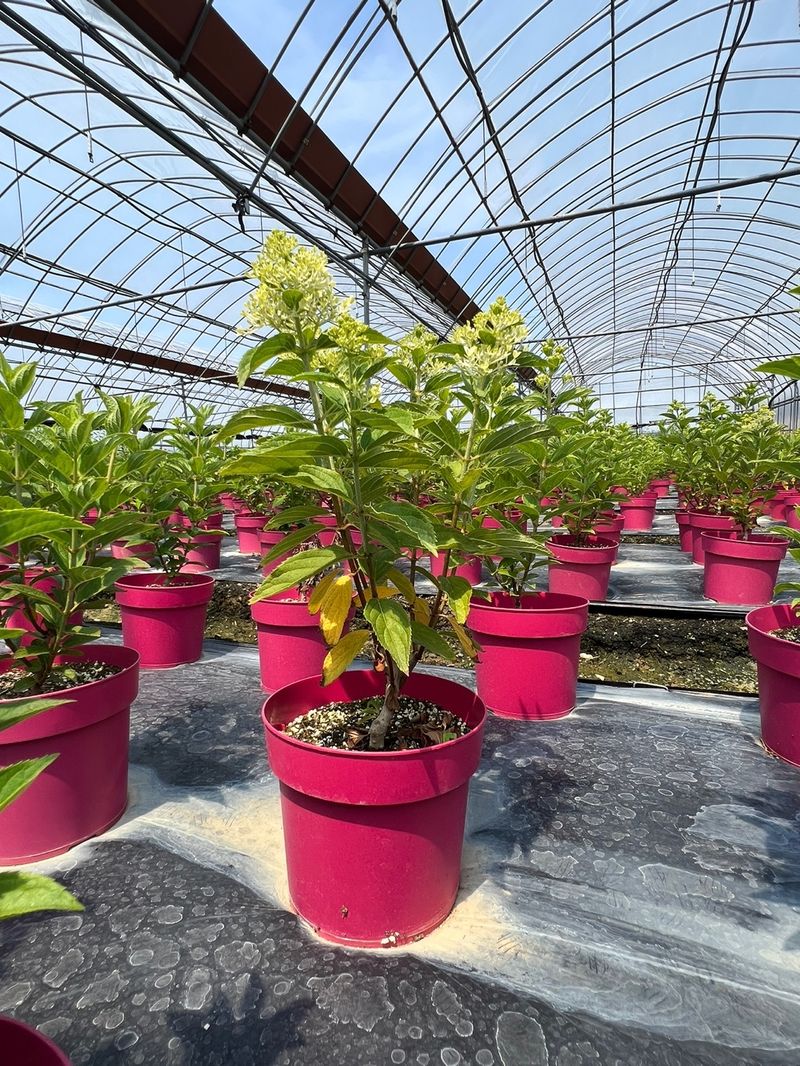 일심묘목농원님의 장터 판매 상품 [목수국(백수국) 2년생 개화주 포트묘] 첨부 사진