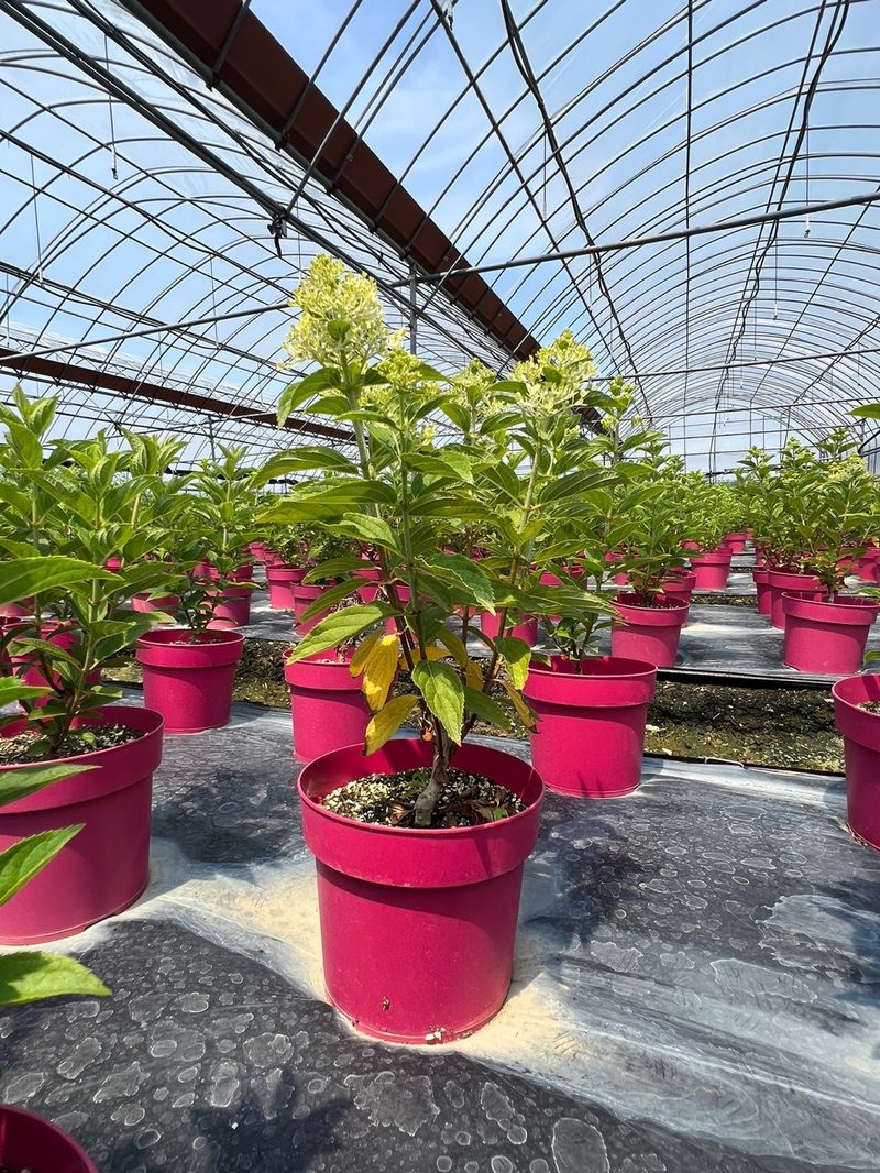 일심묘목농원님의 장터 판매 상품 [목수국(백수국) 2년생 개화주 포트묘] 첨부 사진