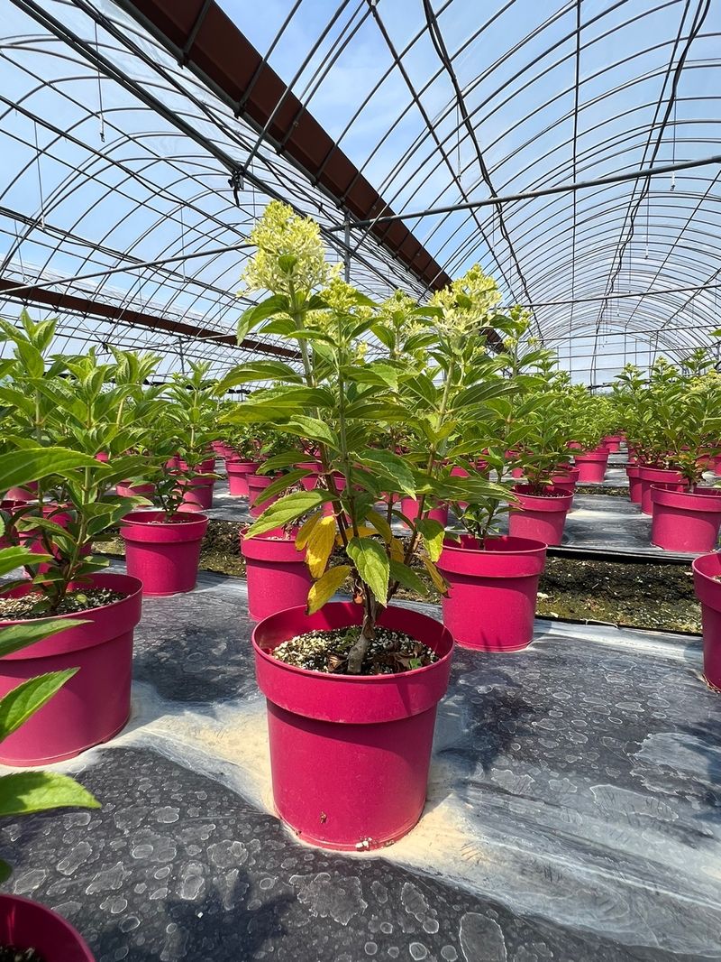 일심묘목농원님의 장터 판매 상품 [목수국(백수국) 2년생 개화주 포트묘] 첨부 사진