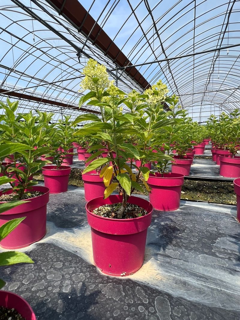 일심묘목농원님의 장터 판매 상품 [목수국(백수국) 2년생 개화주 포트묘] 첨부 사진