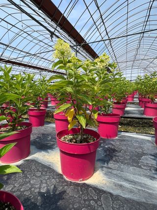 일심묘목농원님의 작성글 사진