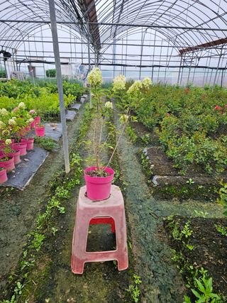 일심묘목농원님의 작성글 사진